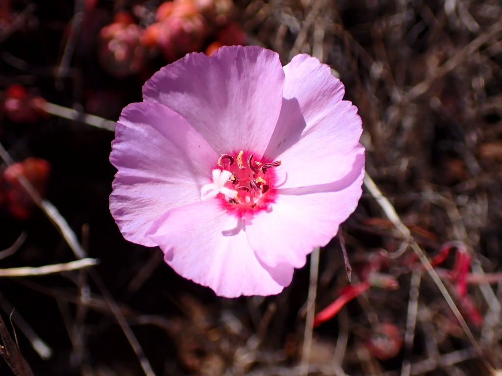 Clarkia rubicunda (Farewell to spring), native California herb