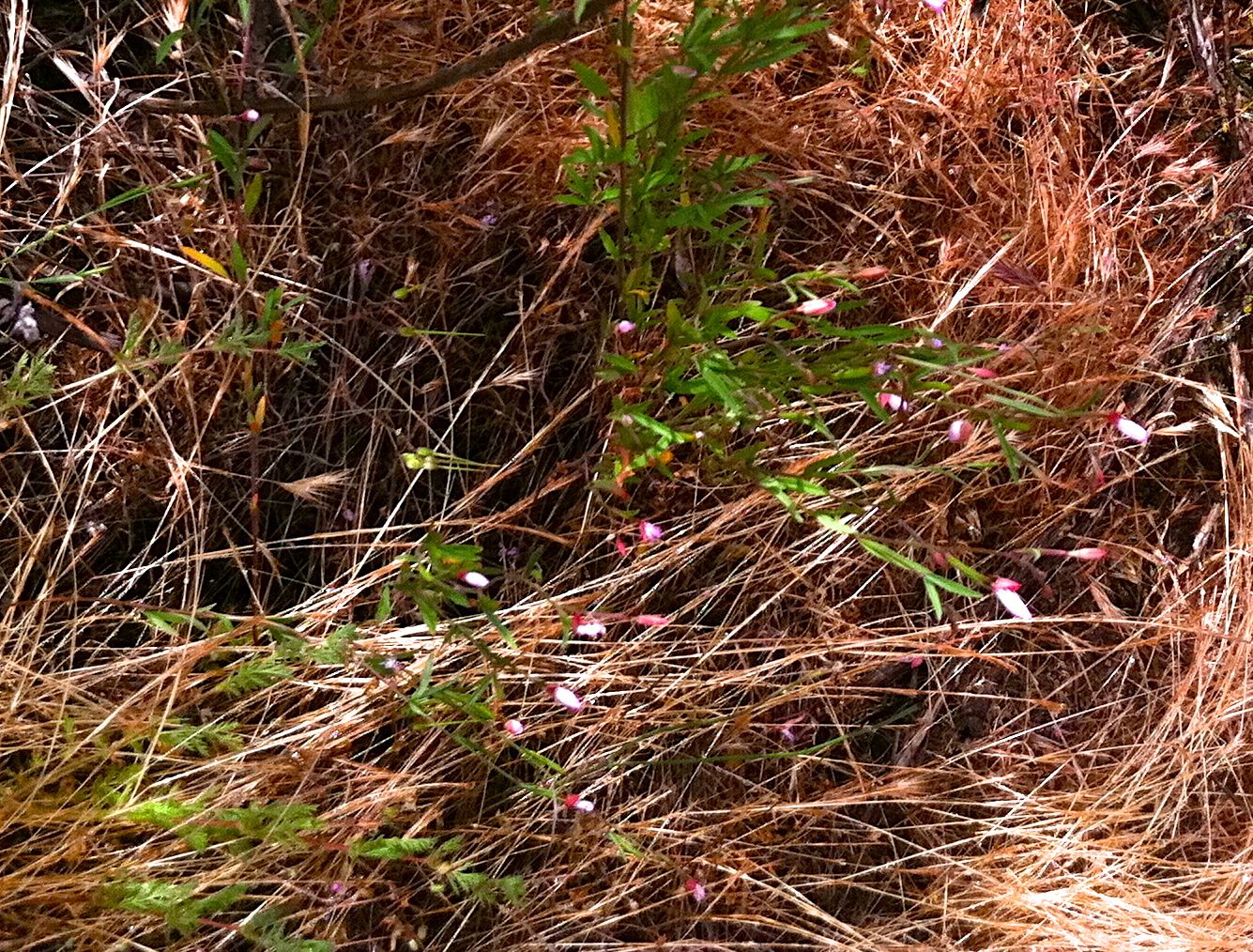 Clarkia similis (Ramona clarkia), native California herb