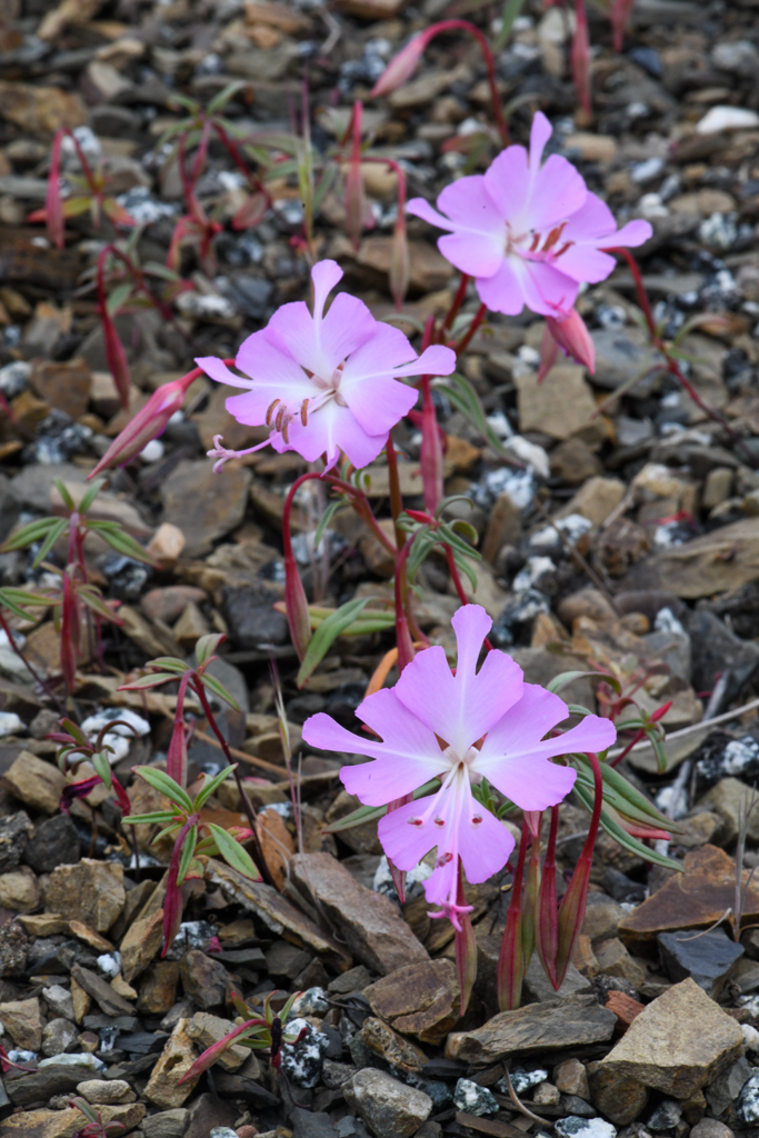 Clarkia sp., non-native California annual