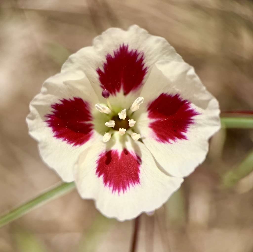 Clarkia speciosa — parent species of Clarkia speciosa subsp. speciosa