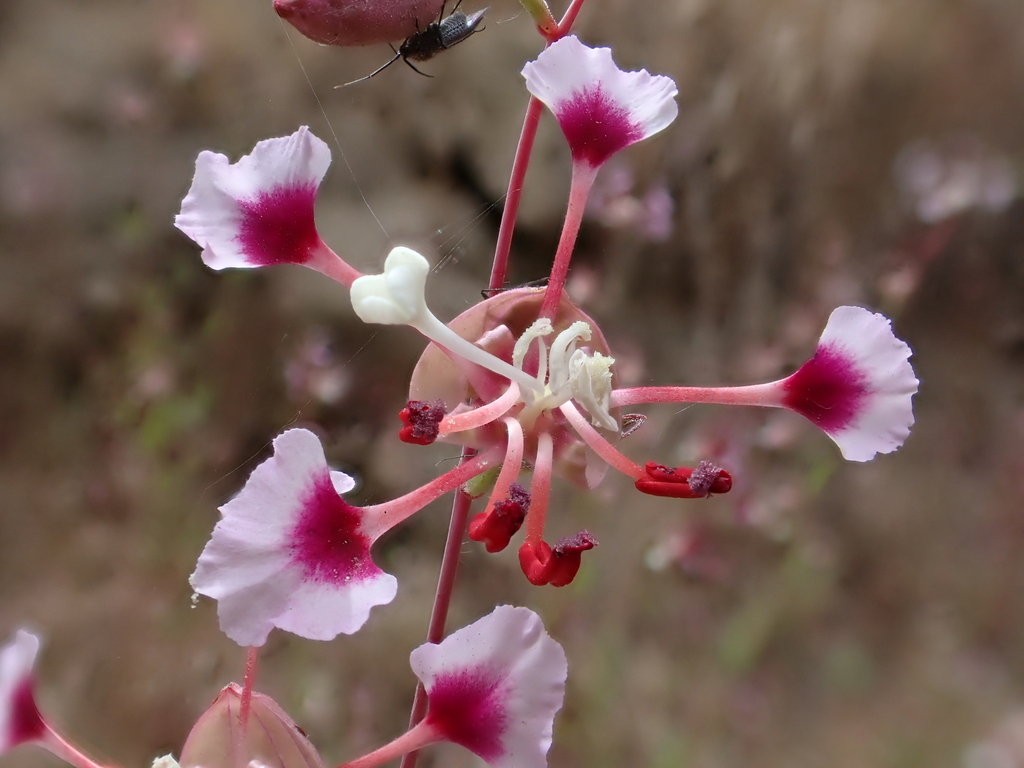 Clarkia springvillensis (Springville clarkia), native California herb