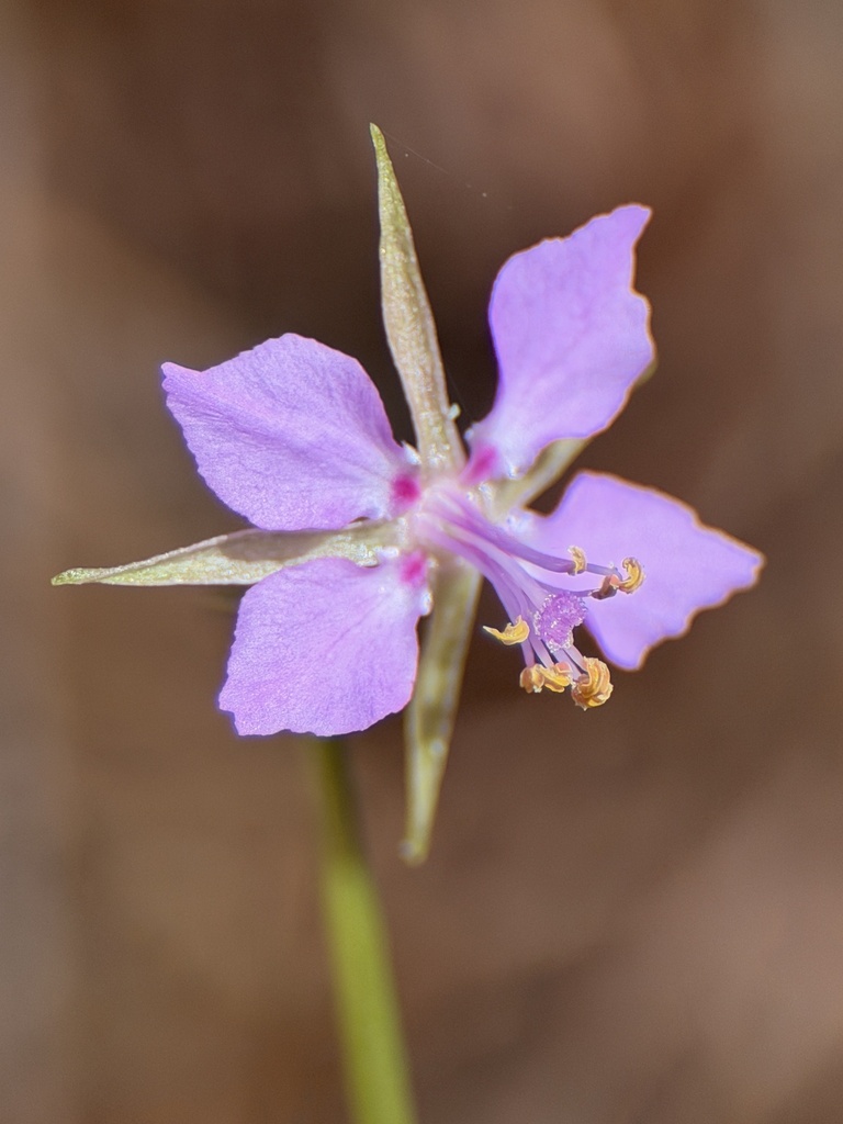Clarkia stellata (Lake almanor clarkia), native California herb