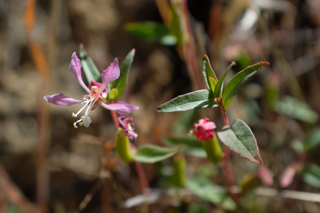 Clarkia tembloriensis (Temblor range clarkia), native California herb