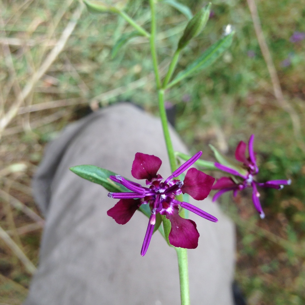Clarkia virgata (Sierra clarkia), native California herb