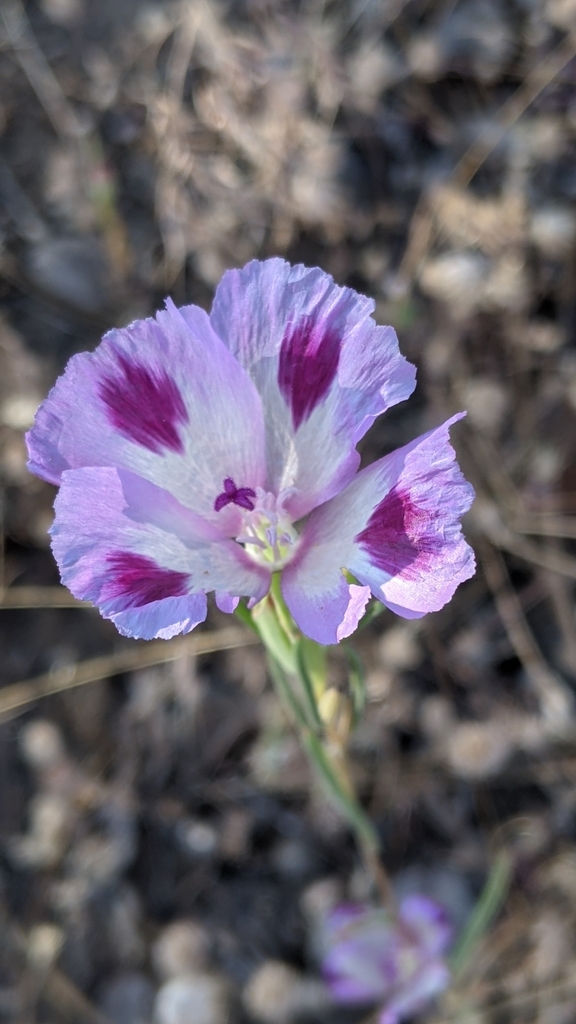 Clarkia williamsonii (Fort Miller clarkia), native California herb