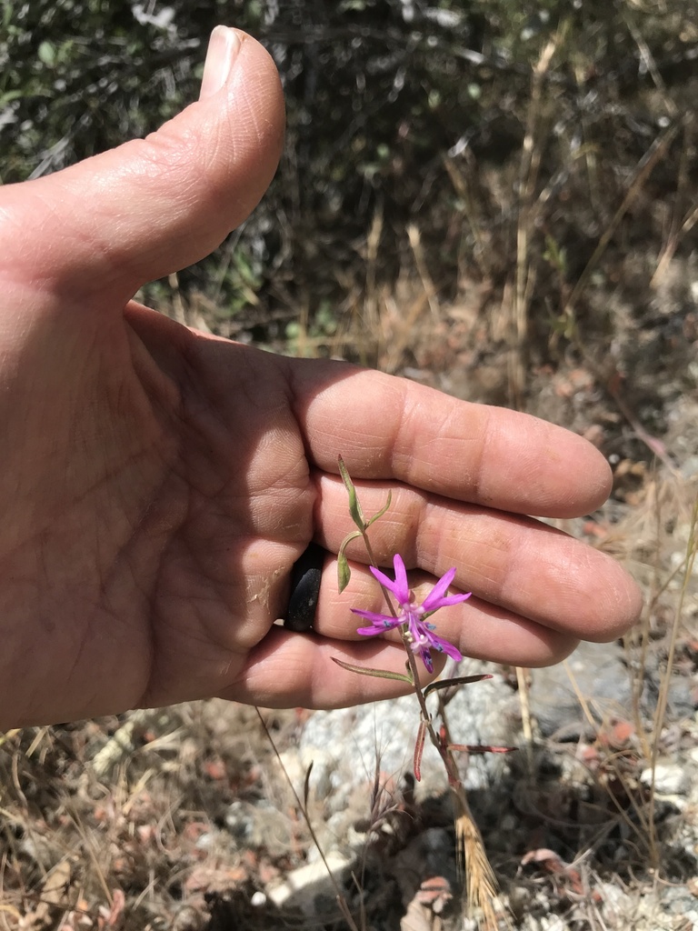 Clarkia xantiana — parent species of Clarkia xantiana subsp. xantiana