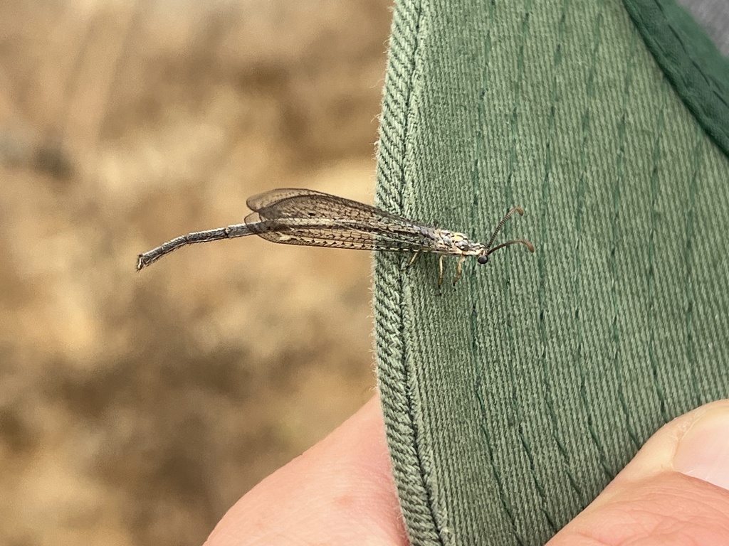 Clathroneuria coquilletti, California species