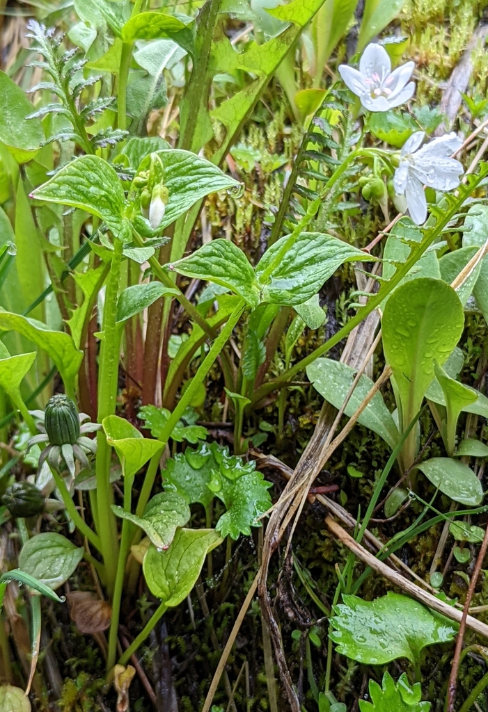 Claytonia cordifolia (Heart leaf spring beauty), native California herb