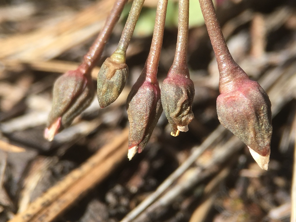 Claytonia crawfordii (Crawford's spring beauty), native California perennial