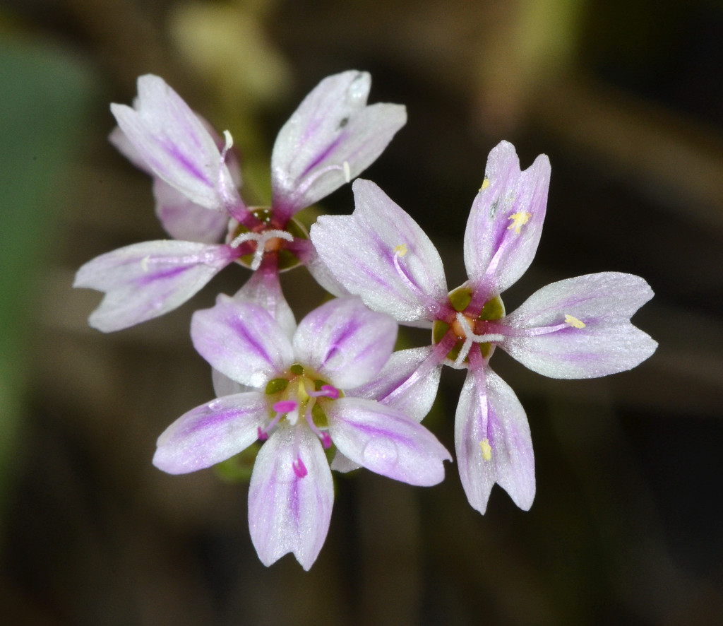 Claytonia exigua subsp. glauca, native California herb