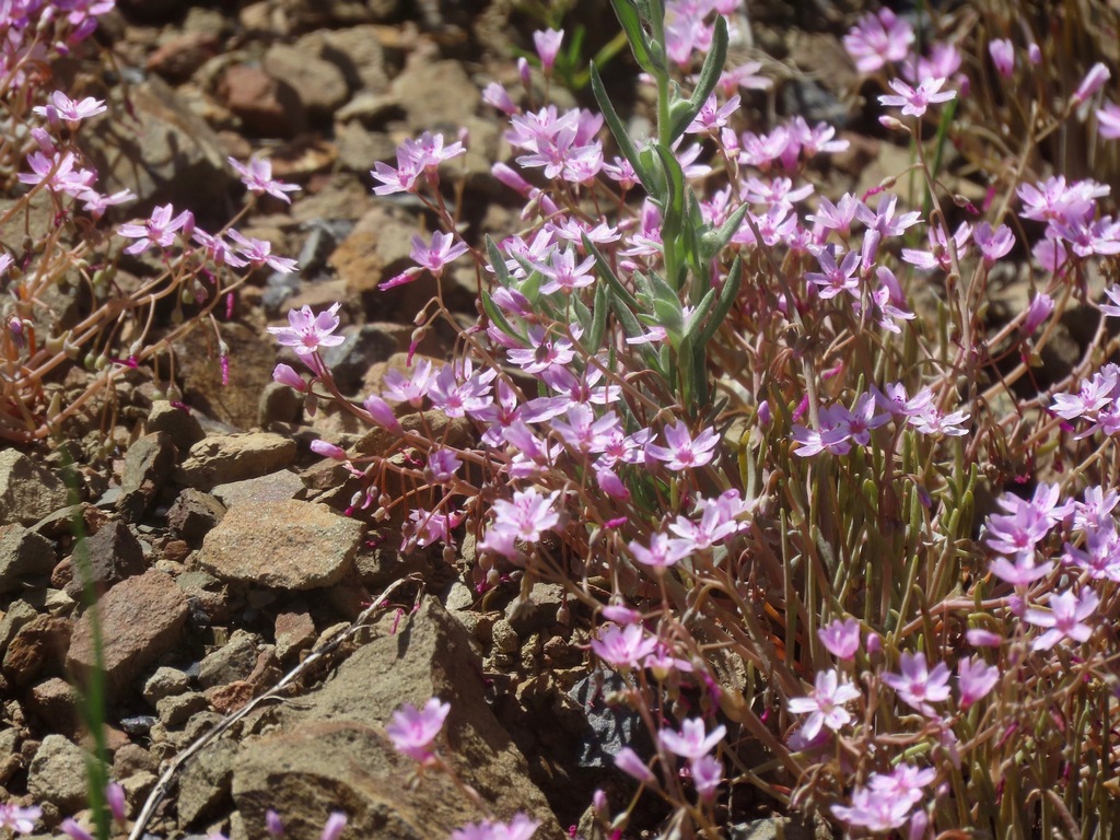 Claytonia gypsophiloides (Gypsum spring beauty), native California herb