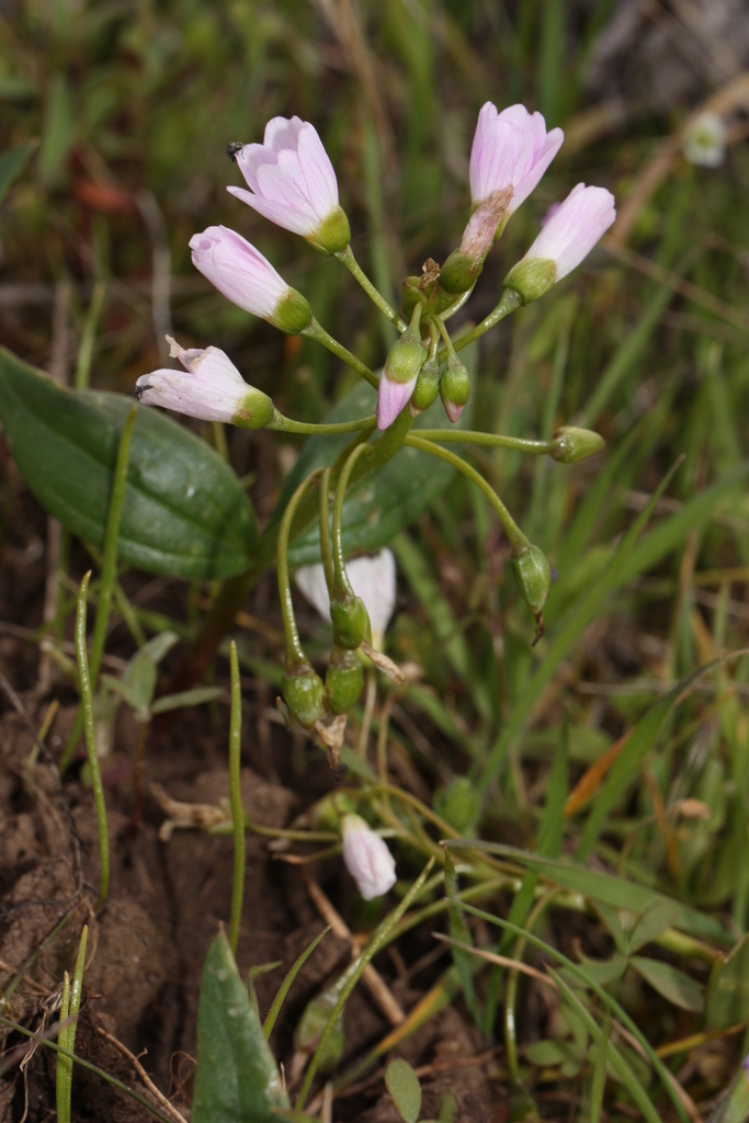 Claytonia lanceolata (Western spring beauty), native California herb