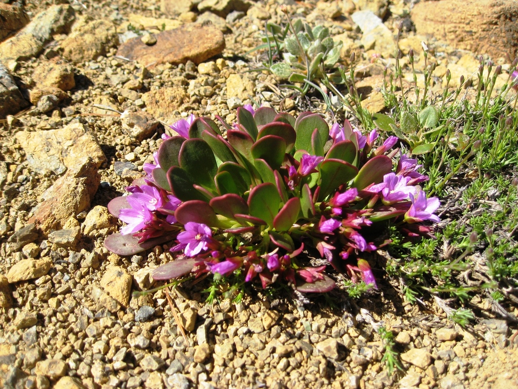 Claytonia megarhiza (Fell-fields claytonia), native California herb