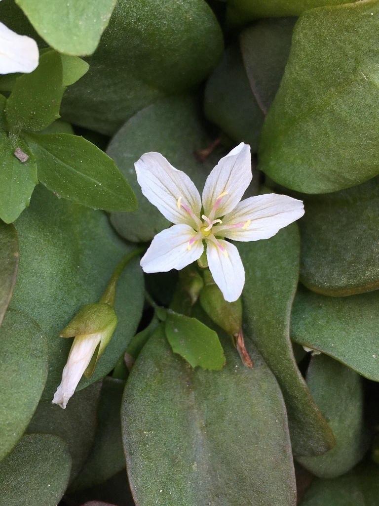Claytonia nevadensis (Sierra spring beauty), native California herb