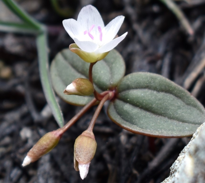Claytonia obovata (Rydberg's spring beauty), native California perennial