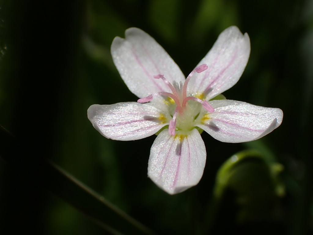 Claytonia palustris (Marsh claytonia), native California herb