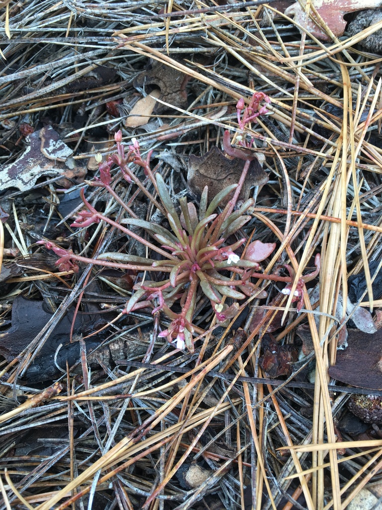 Claytonia parviflora — parent species of Claytonia parviflora subsp. parviflora