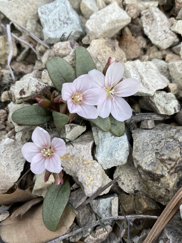 Claytonia peirsonii — parent species of Claytonia peirsonii subsp. yorkii
