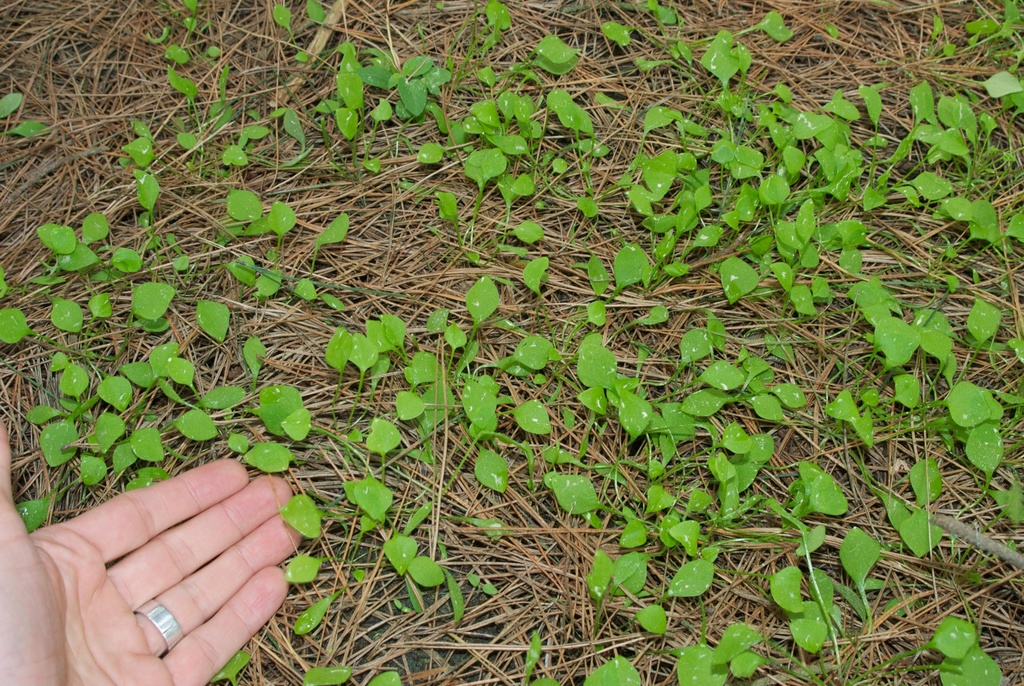 Claytonia perfoliata subsp. perfoliata, native California herb