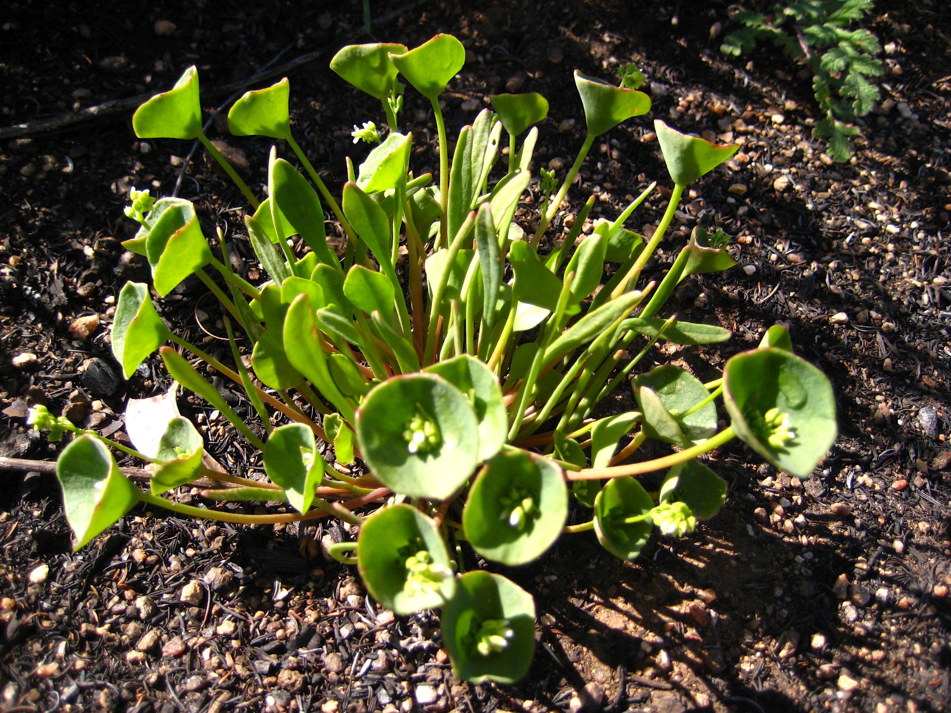 Claytonia perfoliata (Rooreh), native California herb