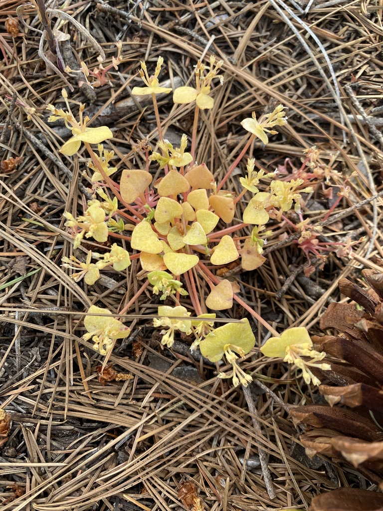 Claytonia rubra — parent species of Claytonia rubra subsp. rubra
