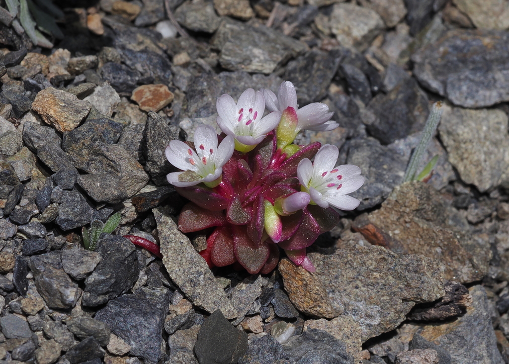 Claytonia saxosa (Brandegee's spring beauty), native California herb