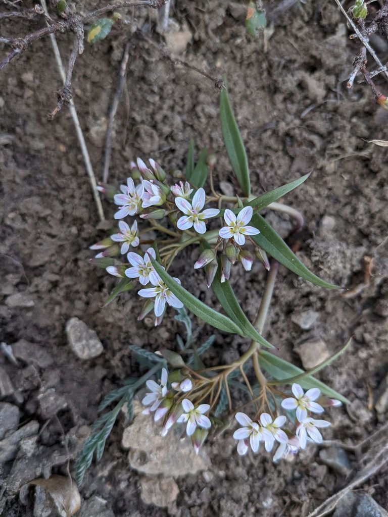 Claytonia serpenticola (Serpentine spring beauty), native California perennial