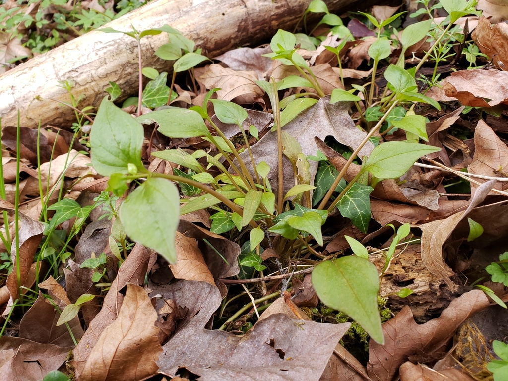 Claytonia sibirica (Candy flower), native California herb