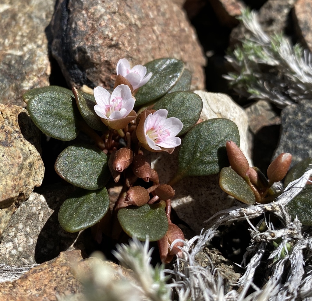 Claytonia umbellata (Great basin claytonia), native California herb