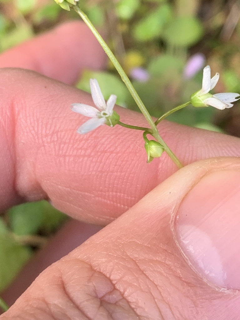 Claytonia washingtoniana (Suksdorf's spring beauty), native California herb