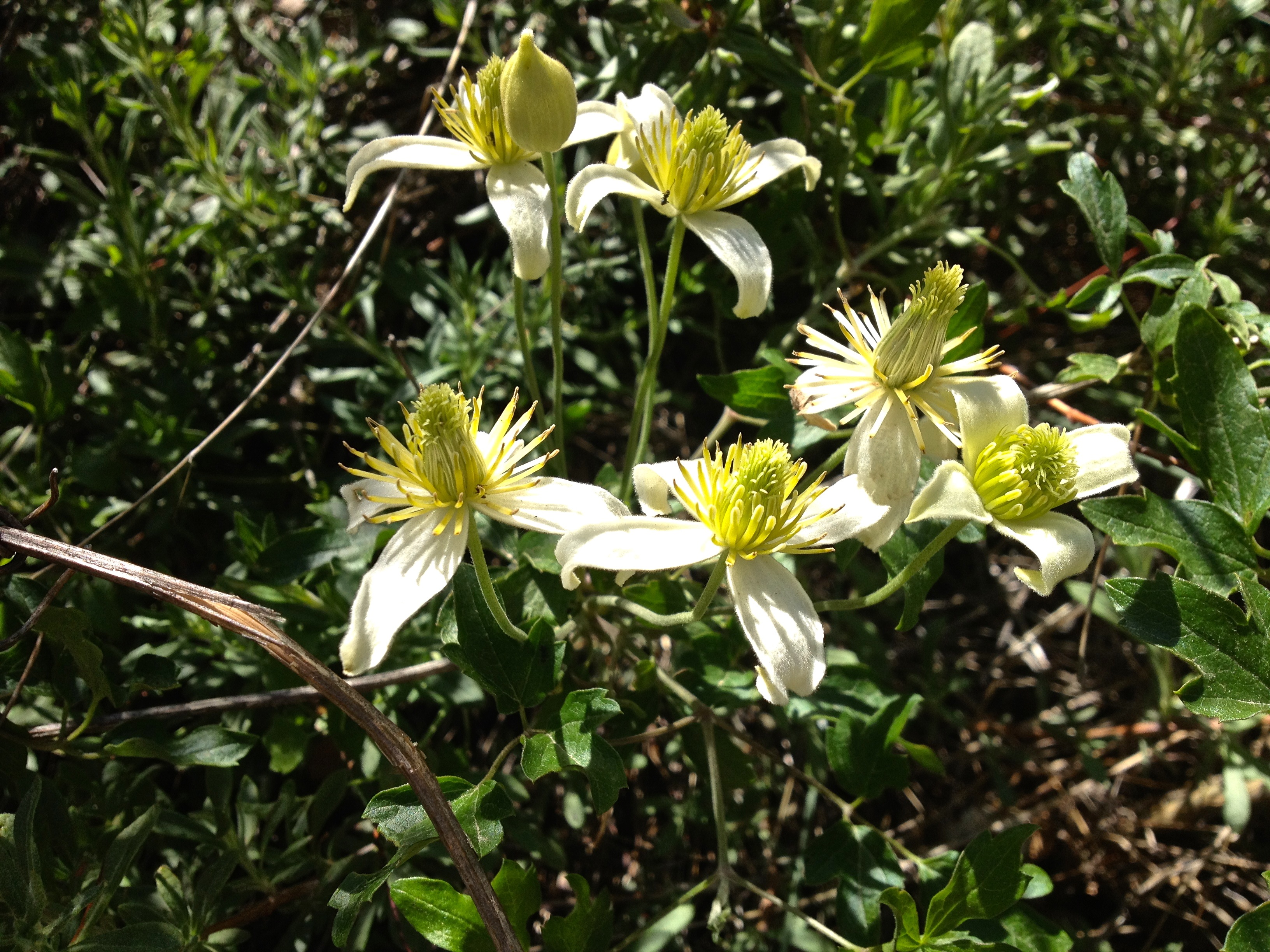 Clematis lasiantha (Chaparral clematis), native California vine