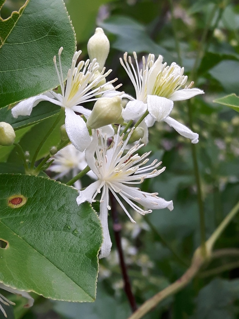 Clematis ligusticifolia (Western virgin's bower), native California vine