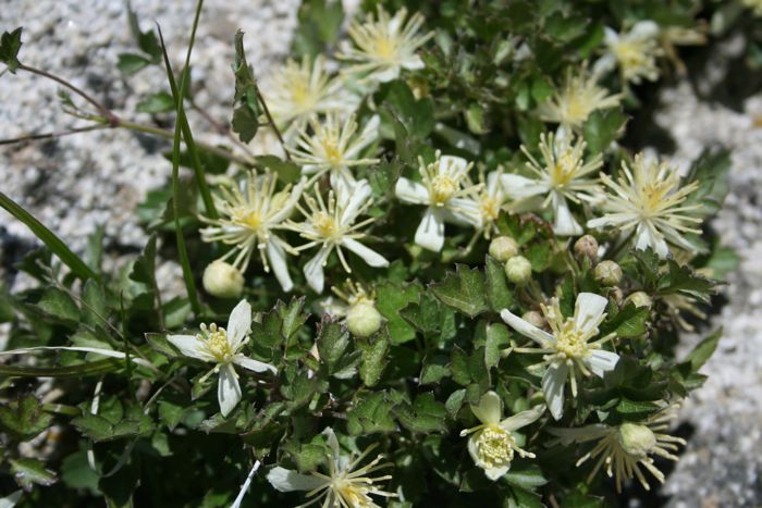 Clematis pauciflora (Southern california clematis), native California vine