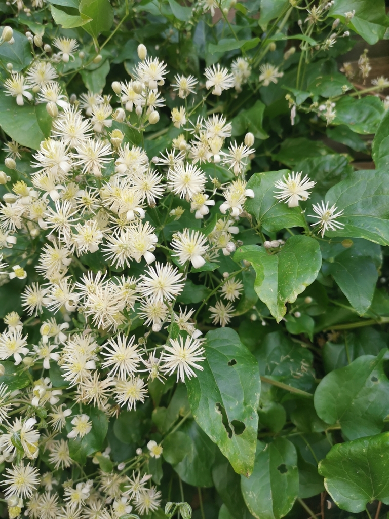 Clematis vitalba (old man's beard), California vine