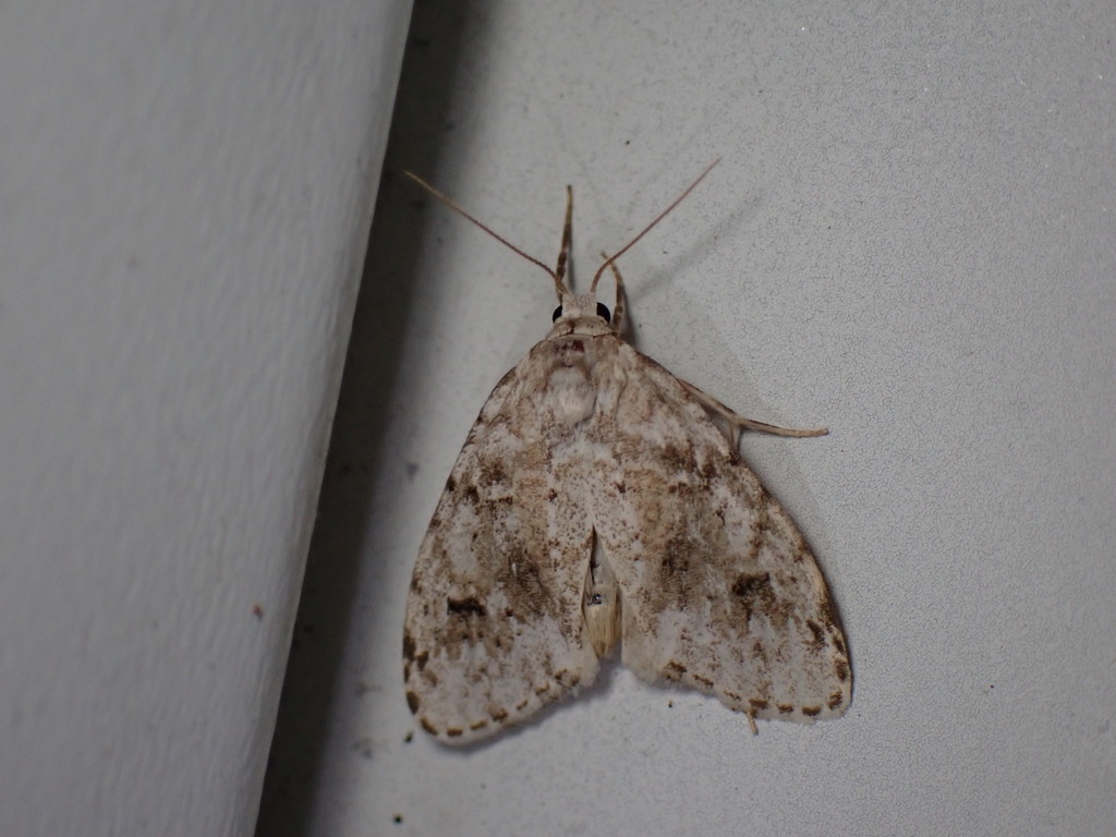 Clemensia albata (Little White Lichen Moth), California species