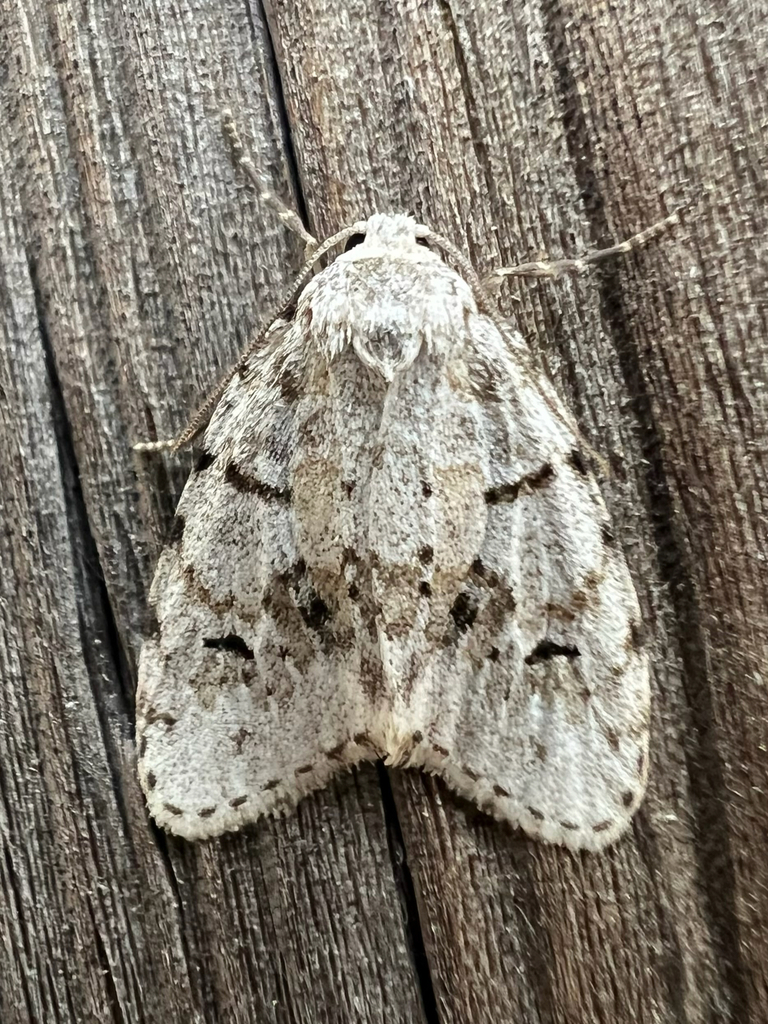 Clemensia umbrata (Little Shaded Lichen Moth), California species