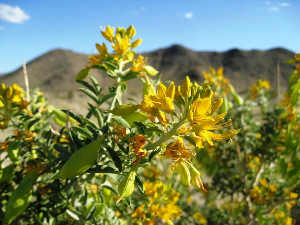 Cleomella arborea var. angustata (Bladderpod), native California shrub