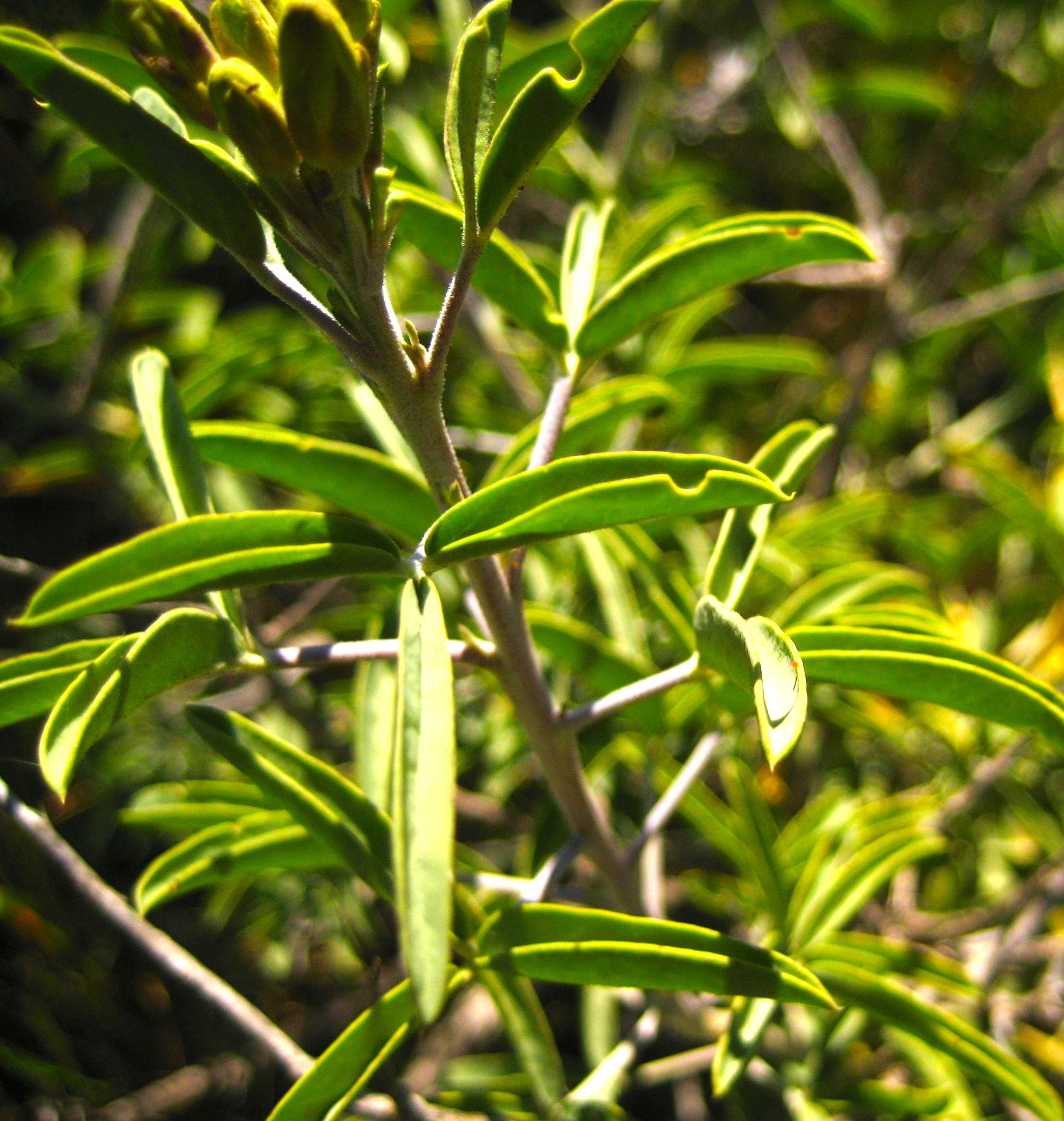 Cleomella arborea (Bladderpod), native California shrub
