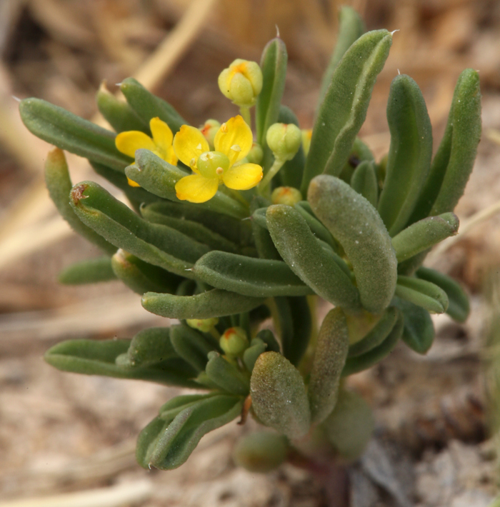 Cleomella brevipes (Short-pedicelled cleomella), native California herb