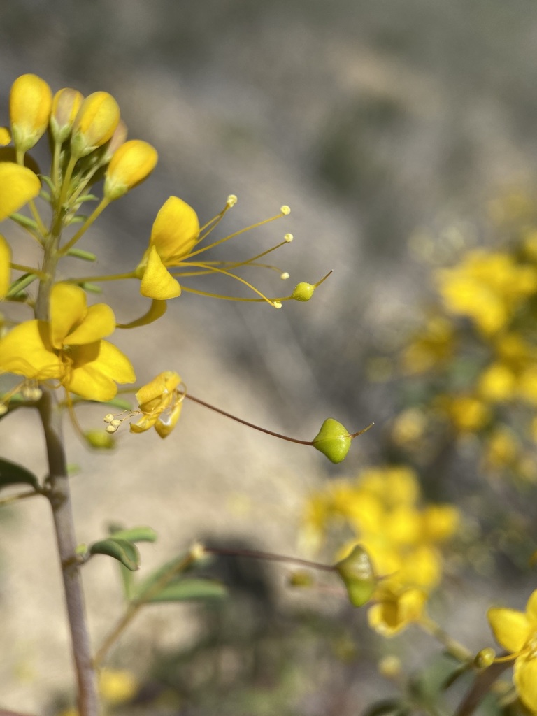 Cleomella hillmanii var. hillmanii (Hillman's cleomella), native California annual