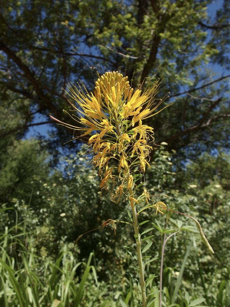 Cleomella jonesii (Jones' bee plant), native California annual