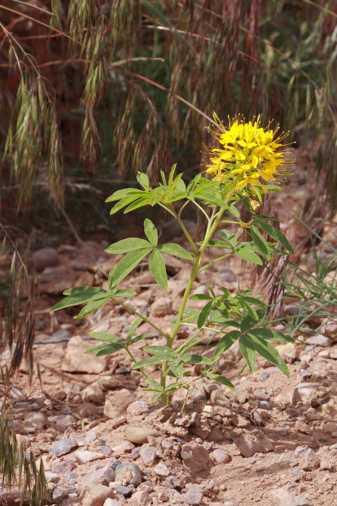 Cleomella lutea (Yellow bee plant), native California herb
