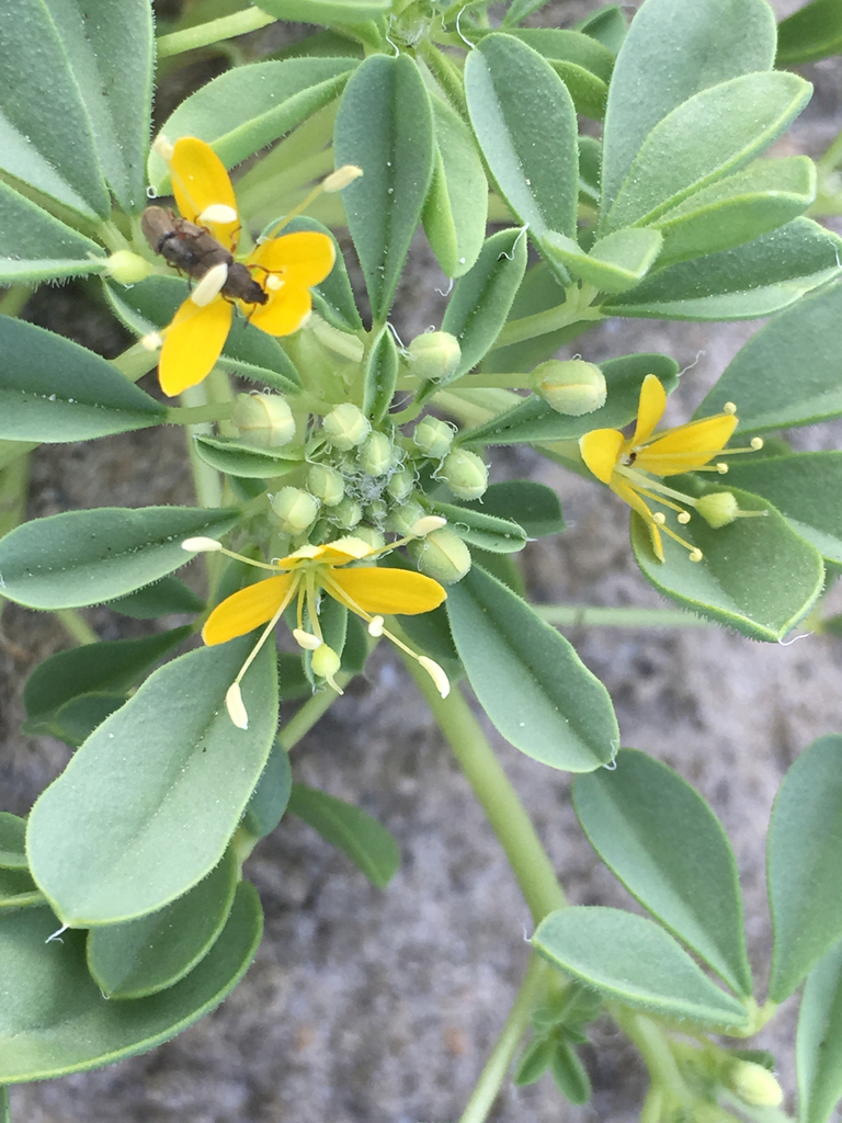 Cleomella obtusifolia (Mojave stinkweed), native California herb