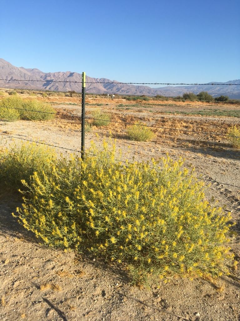 Cleomella palmeri (Palmer's jackass-clover), native California perennial