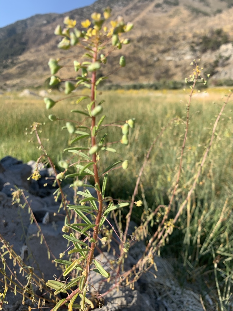 Cleomella parviflora (Slender cleomella), native California herb