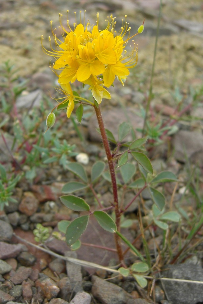 Cleomella platycarpa (Golden bee plant), native California herb
