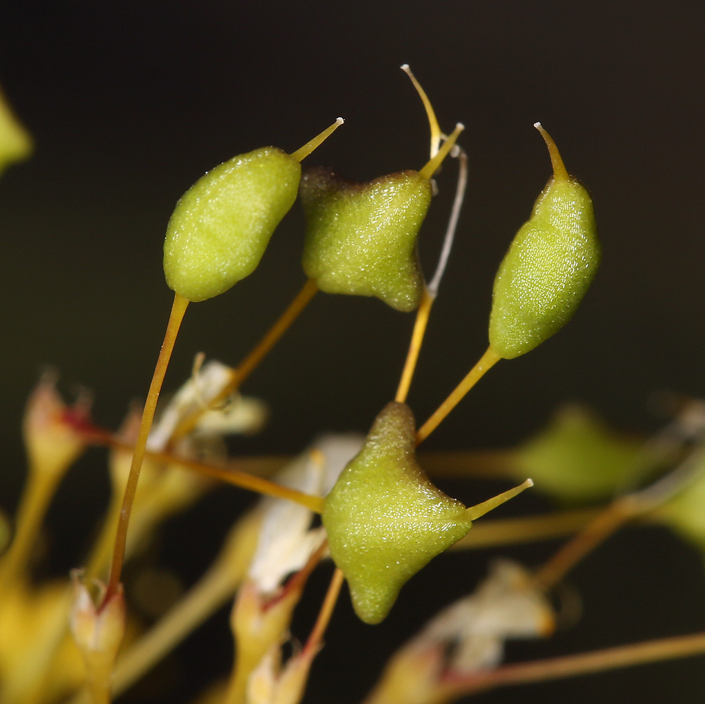 Cleomella plocasperma (Twisted cleomella), native California herb