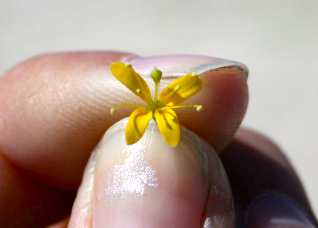 Cleomella refracta (Jackass-clover), native California annual