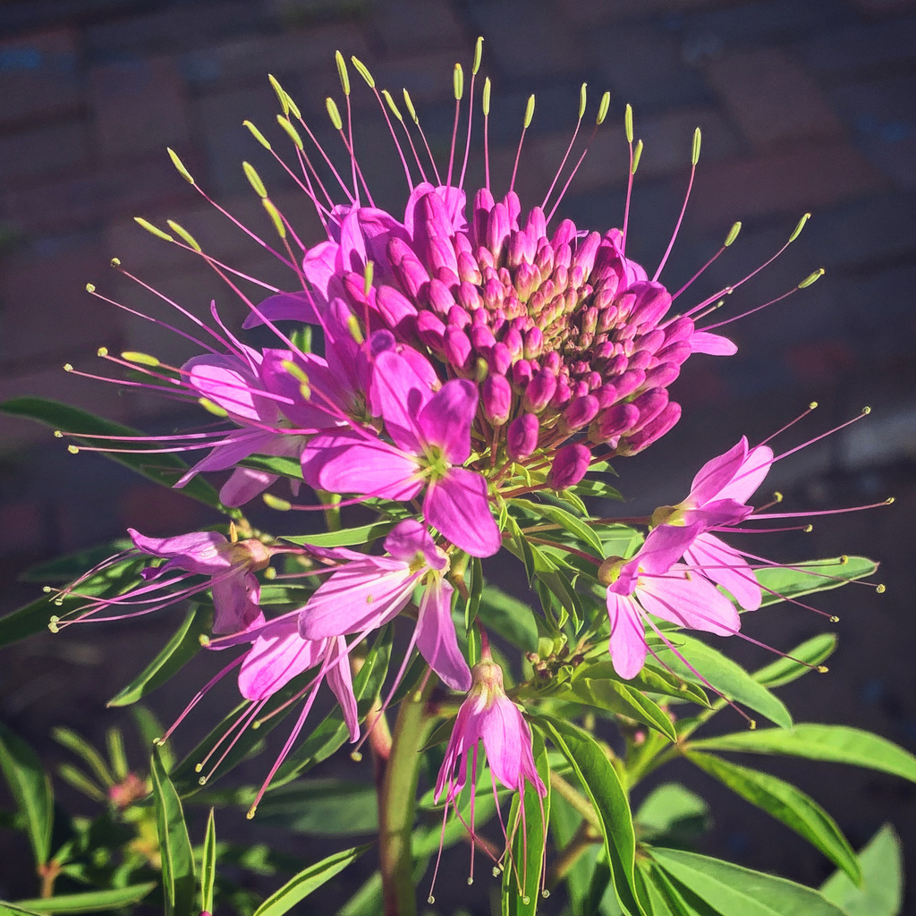 Cleomella serrulata (Rocky mountain bee plant), non-native California herb