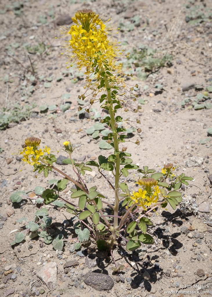 Cleomella sp., non-native California perennial